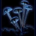 Agaricus