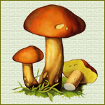 моховик