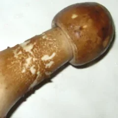 МихМих