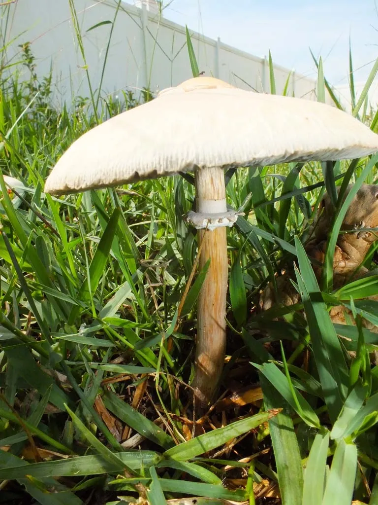 DSCF4802G.webp