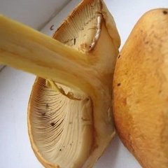 ans