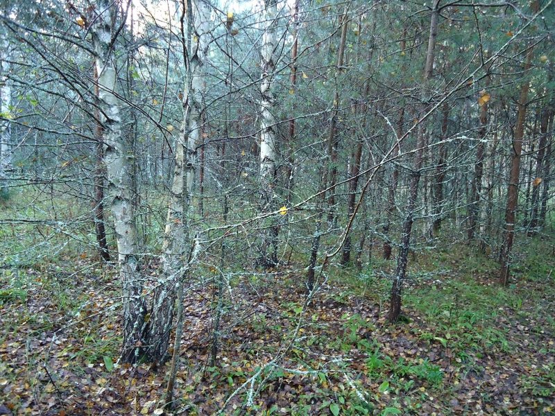 grib-01.jpg