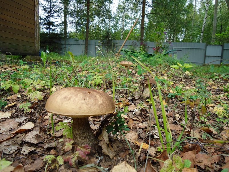 grib-01.jpg