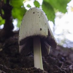 николай74