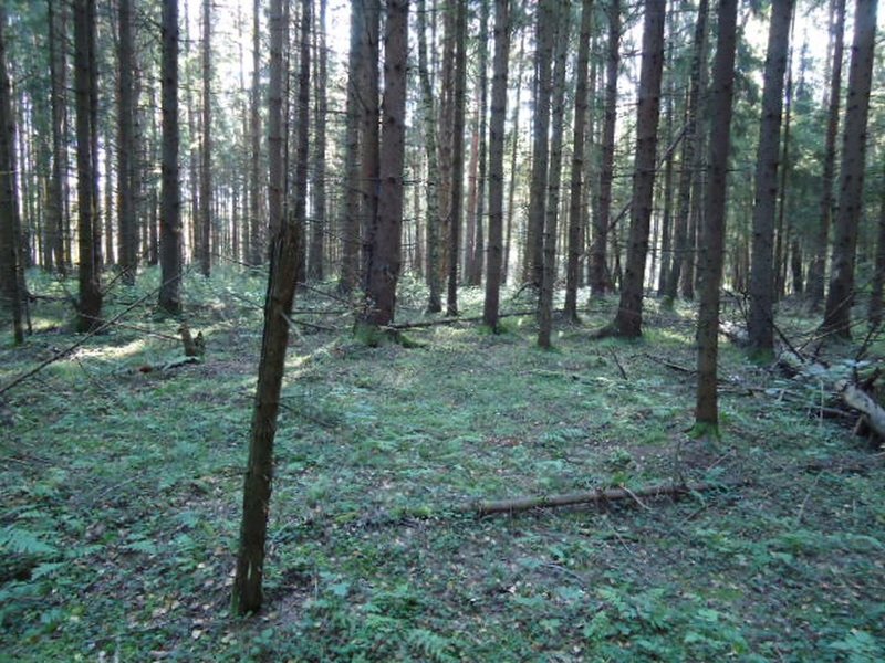 grib-03.jpg
