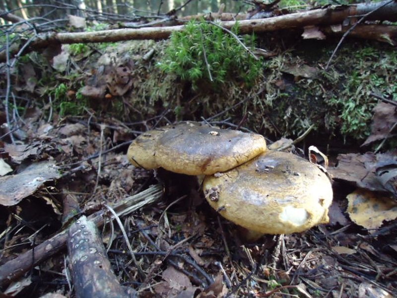 grib-04.jpg