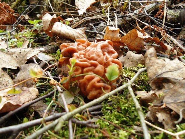grib-06.jpg