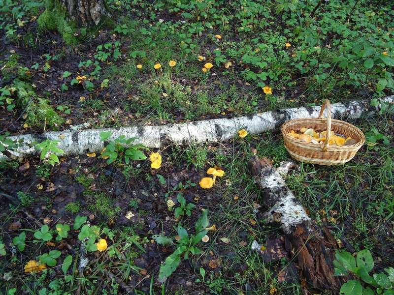 grib-07.jpg