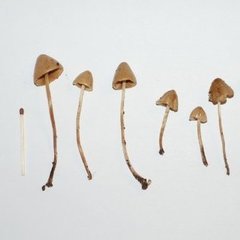 sha