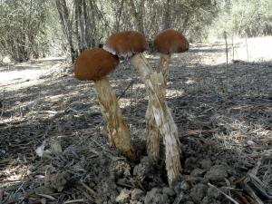 battarrea_phalloides.jpg